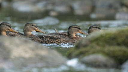 ente, bird, wasser, natur, see, stockente, wild lebende tiere, teich, tier