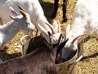 Goats drink water from a tank in a barnyard