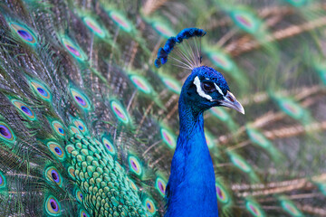 Portrait of a male peacock © Laurie