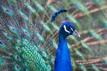 Gordijnen Portrait of a male peacock © Laurie