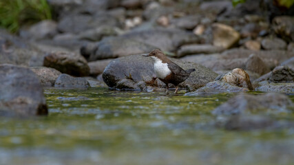 Bird, wasser, natur, fluss, piter, fels, fels, bach, meer, beach, stein, landschaft, feucht, ozean, see, kies, tier