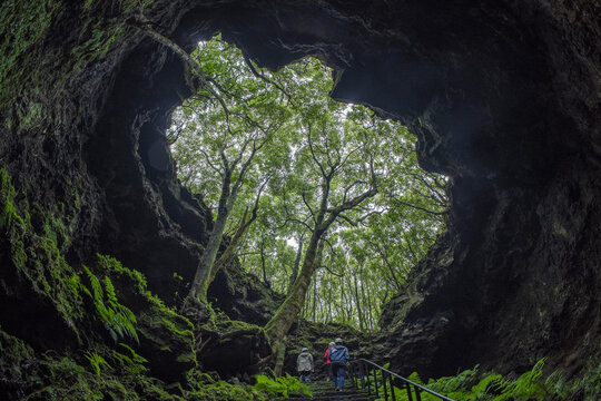 tree inside Pico island gruta das torres lava tunnels