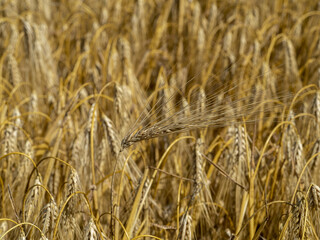 mature wheat spike macro