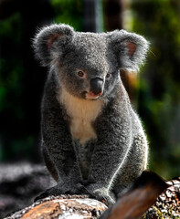 Koala on the beam. Latin name - Phascolarctos cinereus	
