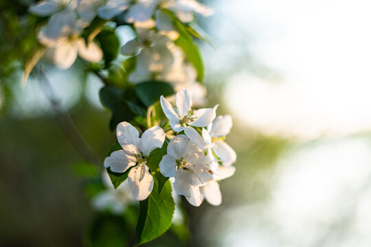 white flowers on an apple branch with leaves, blurred image