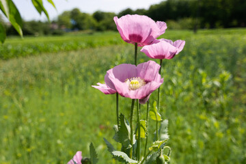 Three poppy opium flowers