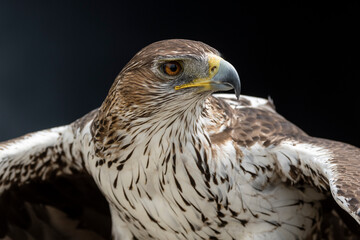 Steinadler