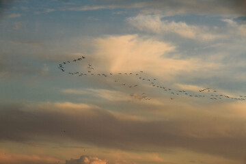 flamingos flying in V form 