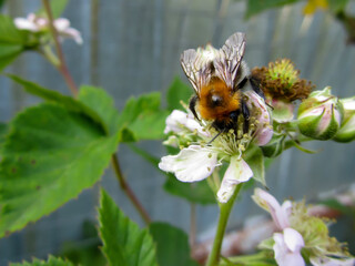 Bumblebee collects nectar on raspberry flowers