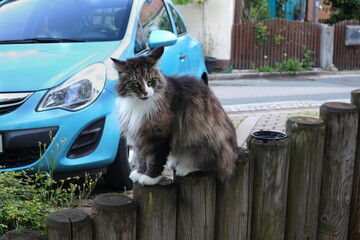 Katze, Raubtier, norwegische Waldkatze, Tiger