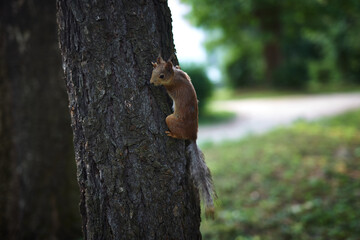 squirrel on a tree