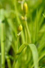 Daylily Stella de Oro