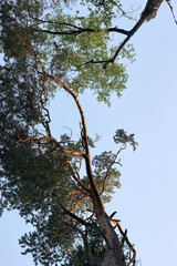 tree in the sky