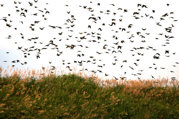 Birds flooding a Saskatchewan landscape.