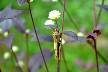 White Gomphrena - Dentata Ruby - Alternanthera dentata (Moench) Scheygr. Purple flower background