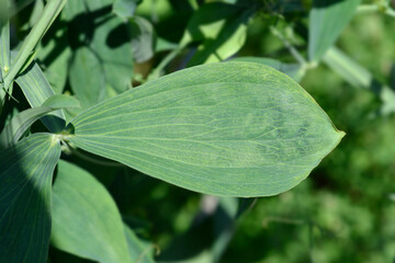 Broad leaved everlasting pea