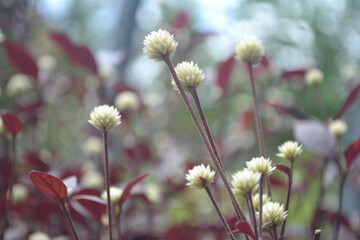 White Gomphrena - Dentata Ruby - Alternanthera dentata (Moench) Scheygr. Purple flower background