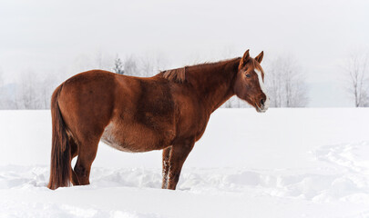 Brown horse standing on winter snow covered field, view from side