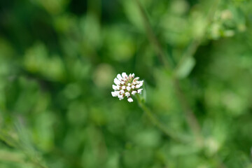 Herb canary clover