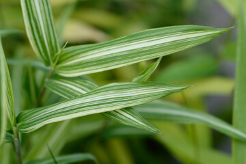 Dwarf white-striped Bamboo
