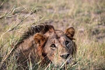 lions are lazily resting after a successful night hunt and waiting for the heat to subside 
