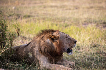 Naklejka premium lions are lazily resting after a successful night hunt and waiting for the heat to subside 