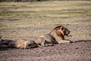 Fototapeta na wymiar lions are lazily resting after a successful night hunt and waiting for the heat to subside 
