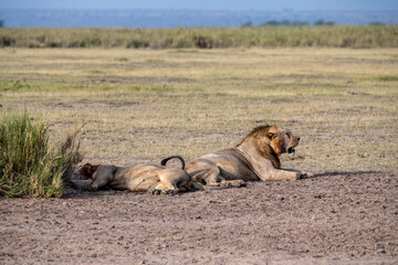 lions are lazily resting after a successful night hunt and waiting for the heat to subside 