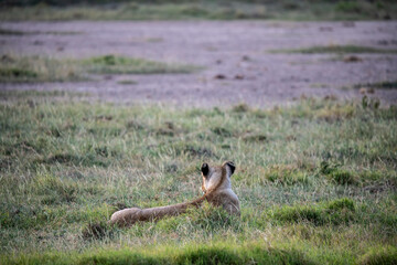 lions are lazily resting after a successful night hunt and waiting for the heat to subside 
