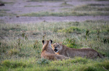 lions are lazily resting after a successful night hunt and waiting for the heat to subside 