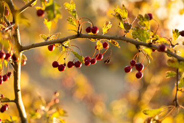 Wild hawthorn berries in the autumn forest