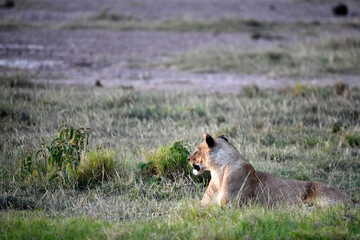 lions are lazily resting after a successful night hunt and waiting for the heat to subside 