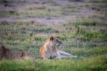 lions are lazily resting after a successful night hunt and waiting for the heat to subside 