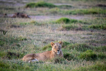 lions are lazily resting after a successful night hunt and waiting for the heat to subside 