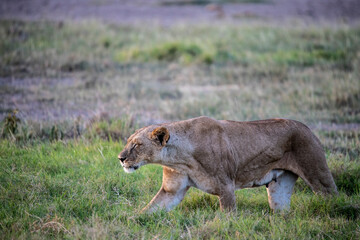 lions are lazily resting after a successful night hunt and waiting for the heat to subside 