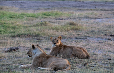 lions are lazily resting after a successful night hunt and waiting for the heat to subside 