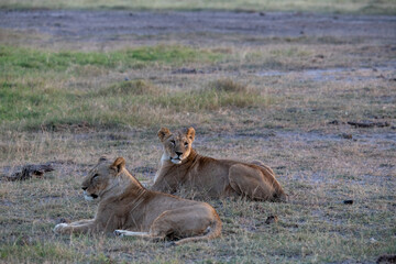 lions are lazily resting after a successful night hunt and waiting for the heat to subside 