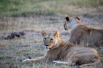 lions are lazily resting after a successful night hunt and waiting for the heat to subside 