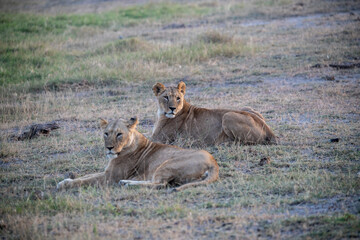 Fototapeta na wymiar lions are lazily resting after a successful night hunt and waiting for the heat to subside 