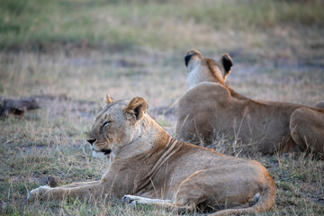 lions are lazily resting after a successful night hunt and waiting for the heat to subside 