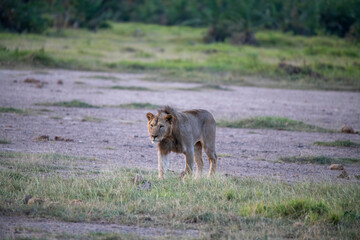 lions are lazily resting after a successful night hunt and waiting for the heat to subside 