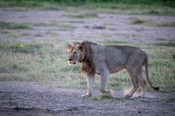 lions are lazily resting after a successful night hunt and waiting for the heat to subside 