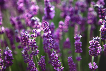 Selective focus Lavender flowers at sunset rays, Blooming Violet fragrant lavender flower summer landscape. Growing Lavender, harvest, perfume ingredient, aromatherapy. Lavender field lit by sunlight