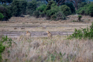 cheetahs in yellow tall grass against a background of green trees look out for prey 