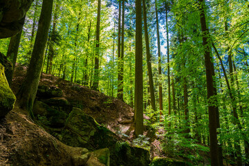 Germany, Green magical mystical forest nature landscape of huge trees in swabian forest near welzheim