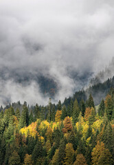 Forêt automnale aux Confins, La Clusaz, Haute-Savoie, France