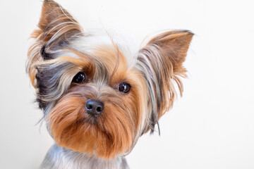 A dog with a funny hairstyle. Close-up portrait