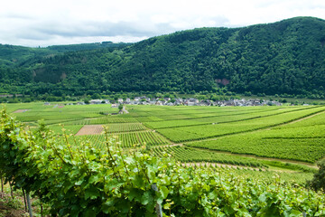 Fototapeta na wymiar Vine-growing area in the Mosel valley in Germany