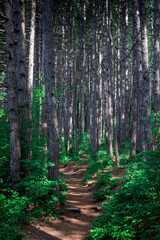 A path in a coniferous forest. Forest in sunny weather.