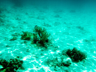 Corals and algae on the bottom of the sea
